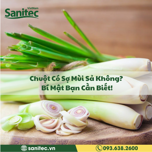 Chuột Có Sợ Mùi Sả Không? Bí Mật Bạn Cần Biết!