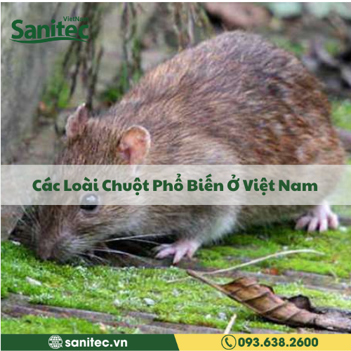 Các Loài Chuột Phổ Biến Ở Việt Nam