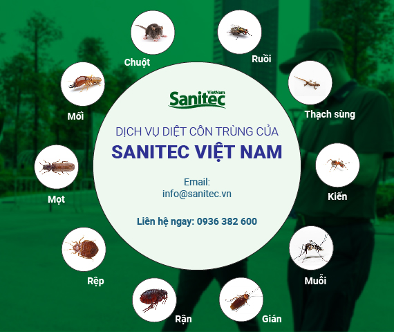 Dịch vụ trang dịch vụ
