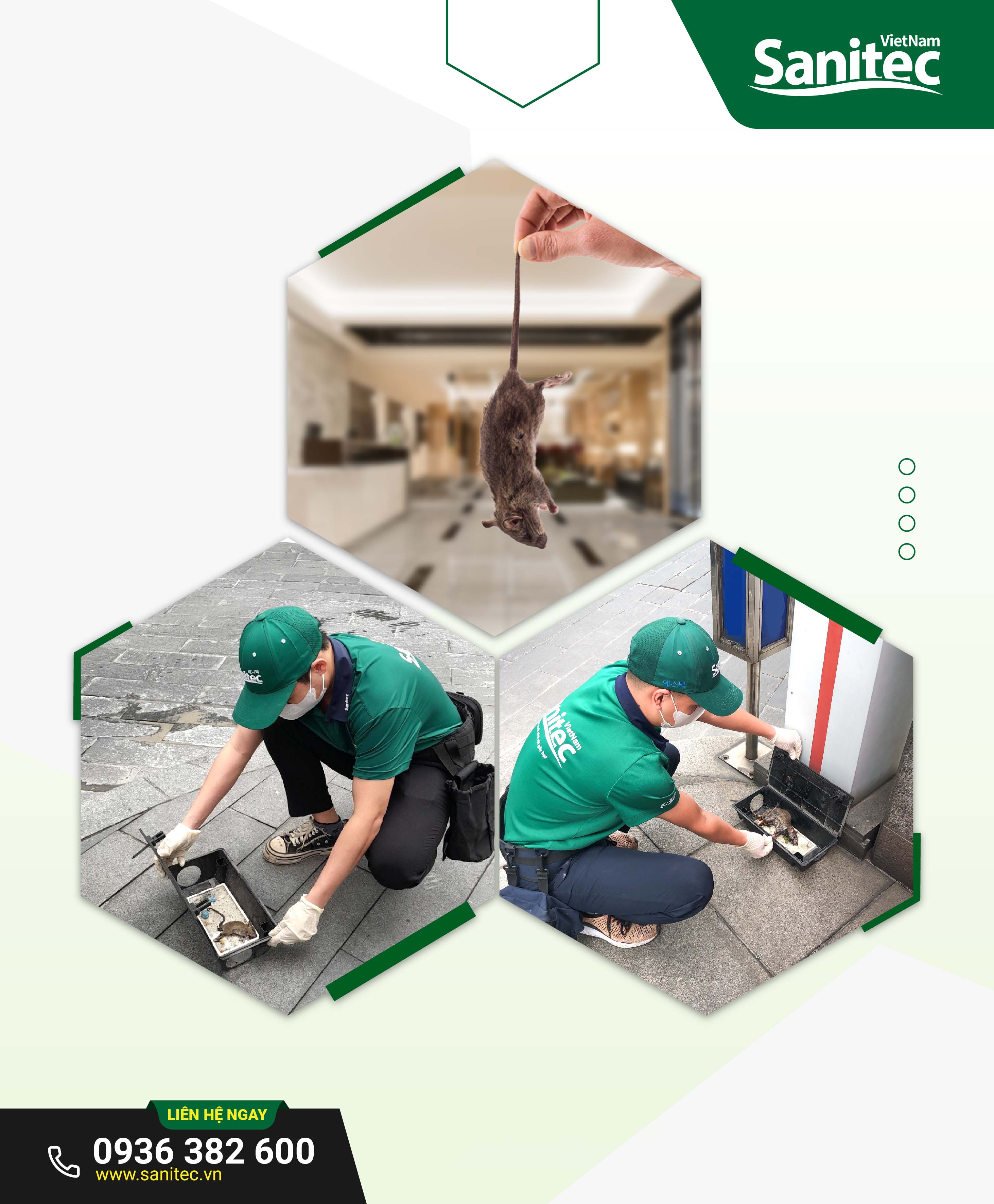 Dịch vụ diệt Chuột