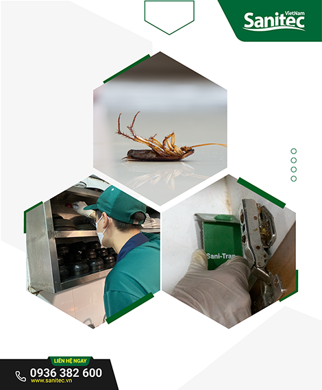 Dịch vụ diệt Gián