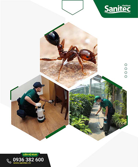 Dịch vụ diệt Kiến