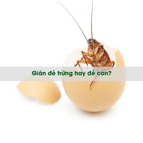 Gián đẻ trứng hay đẻ con