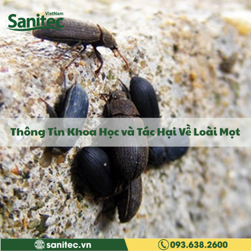 Thông Tin Khoa Học và Tác Hại Về Loài Mọt