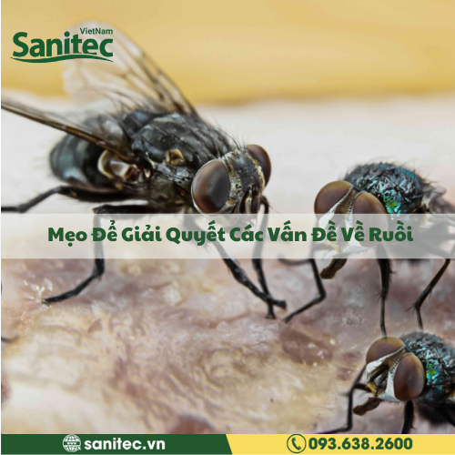 Mẹo Để Giải Quyết Các Vấn Đề Về Ruồi